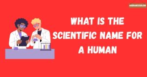 What Is the Scientific Name for a Human