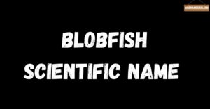 blobfish scientific name
