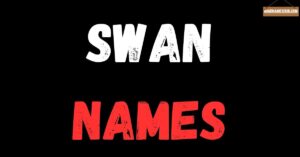 swan names