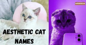 aesthetic cat names